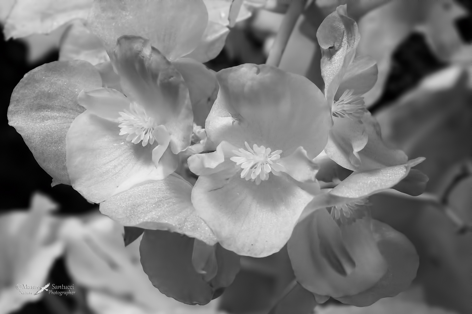Infrared-flowers-DSC_4916