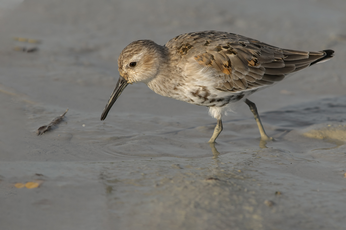 Piovanello pancianera (Calidris alpina)