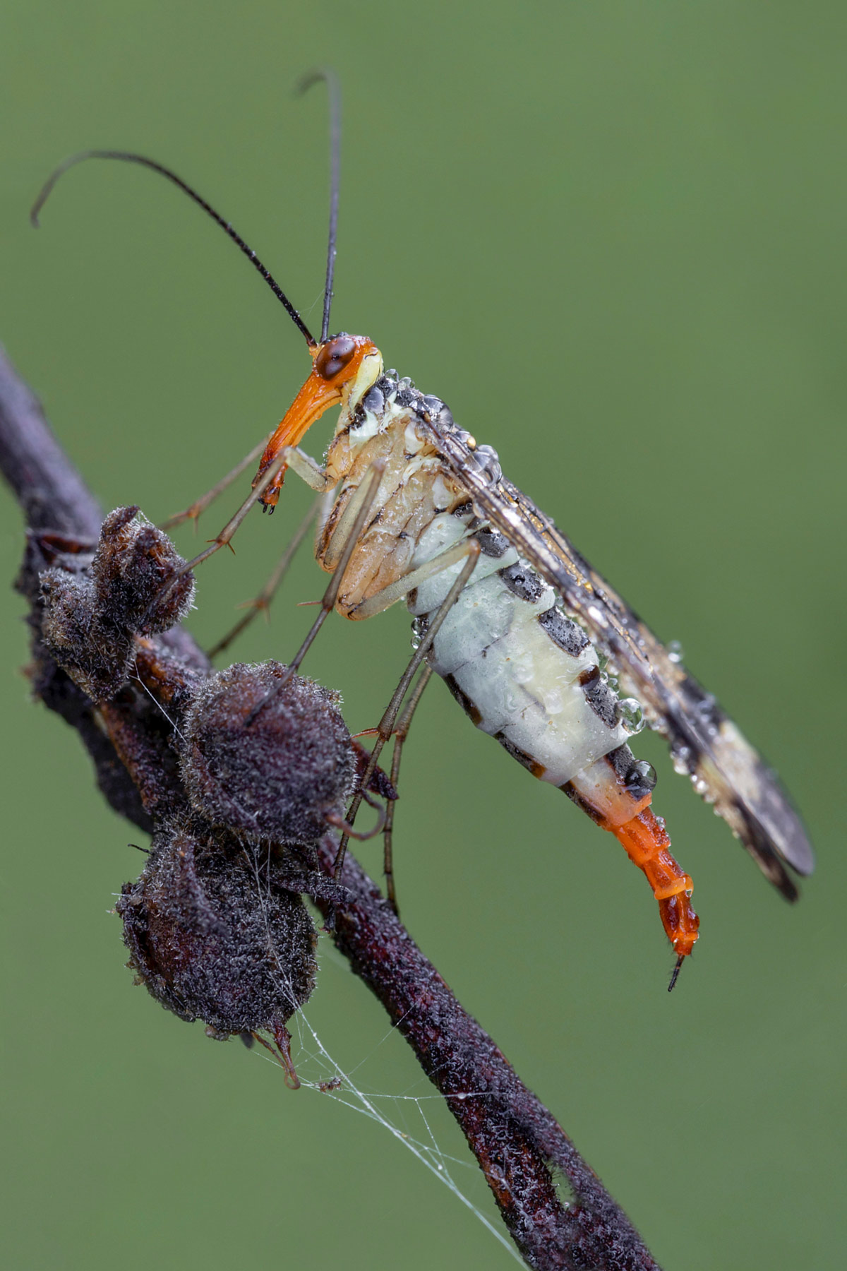 Panorpa annexa (Mosca scorpione)