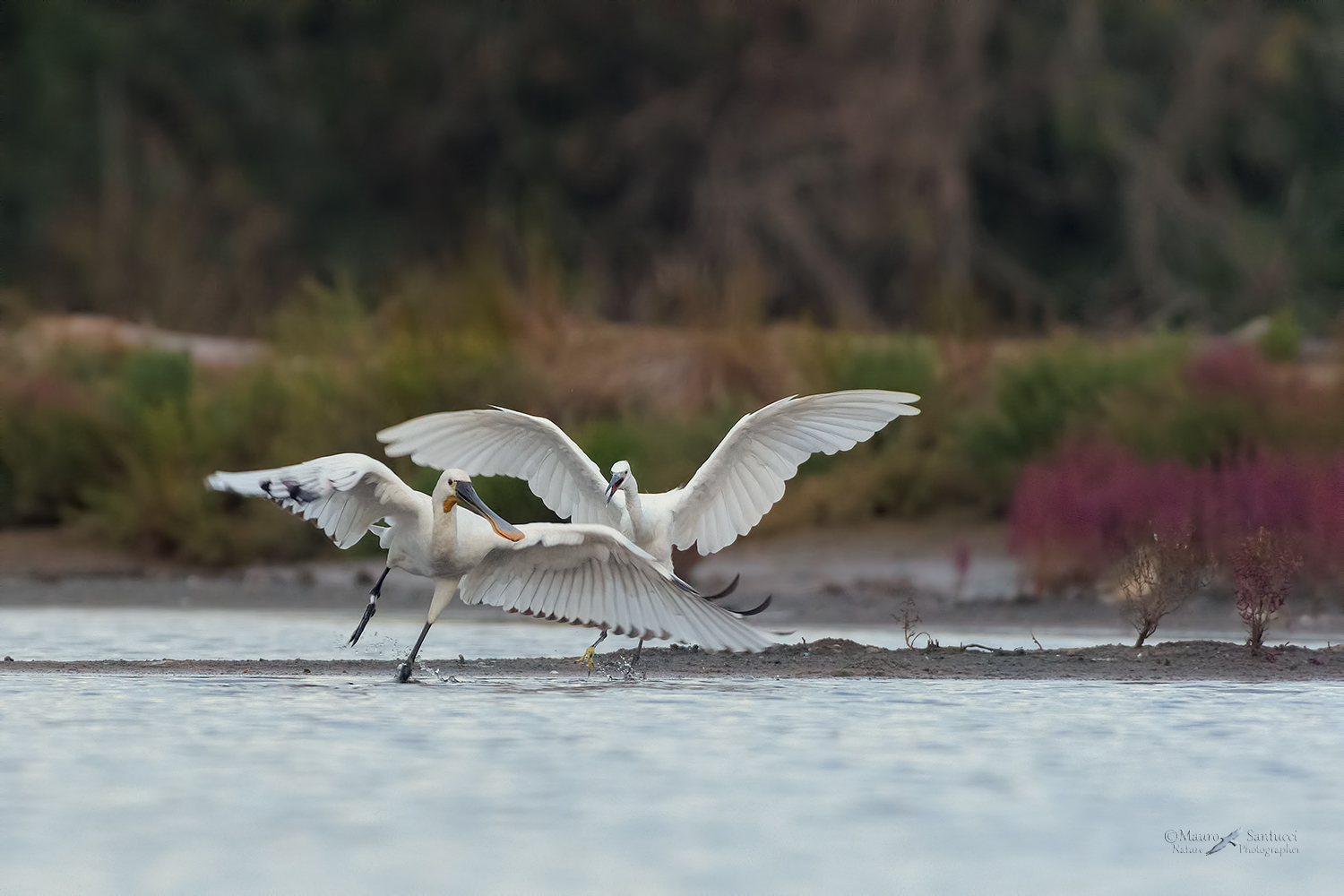 Garzetta-VS-Spatola_DSC9099