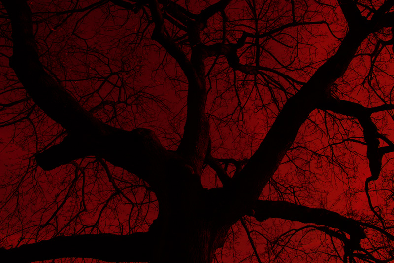 lacrime rosse tra i rami