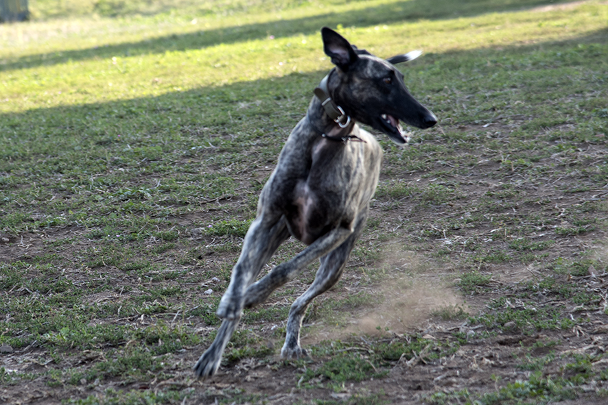 Dajo al parco degli acquedotti