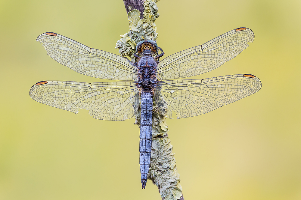 Orthetrum coerulescens (m)