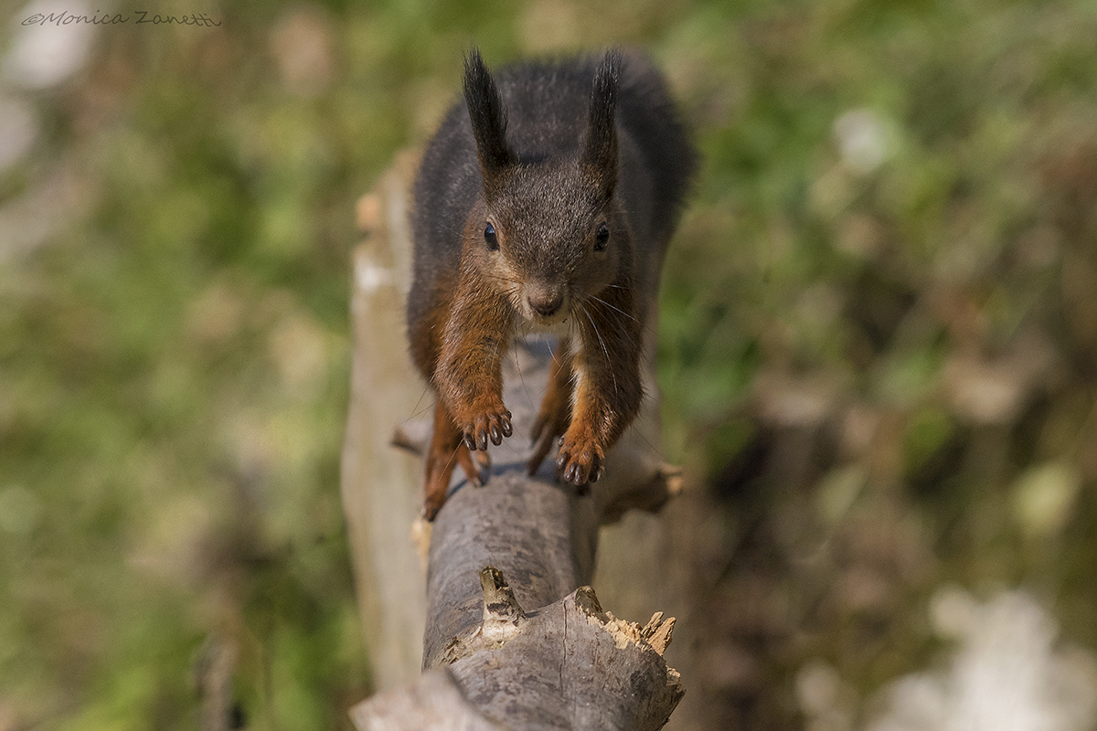 Achille scoiattolo iperattivo