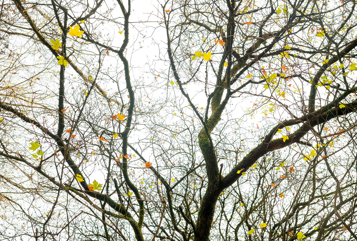 Coriandoli d'Autunno