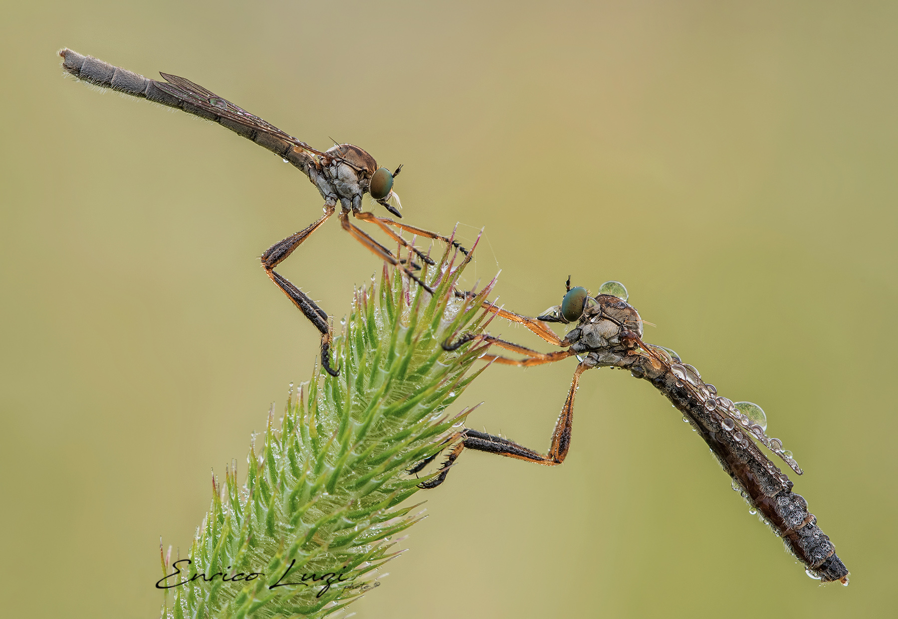 Leptogaster cylindrica (De Geer, 1776)