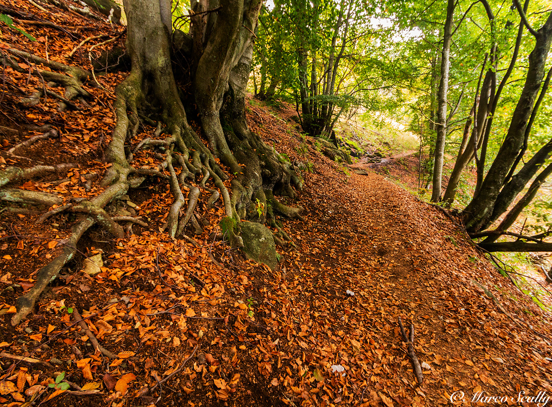 La radice dell'oasi Zegna