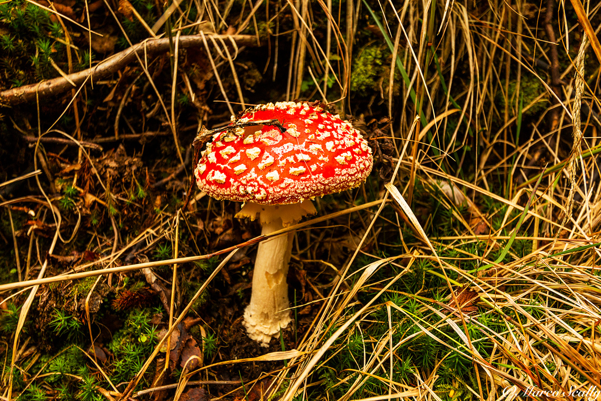 Manita falloide Oasi Zegna