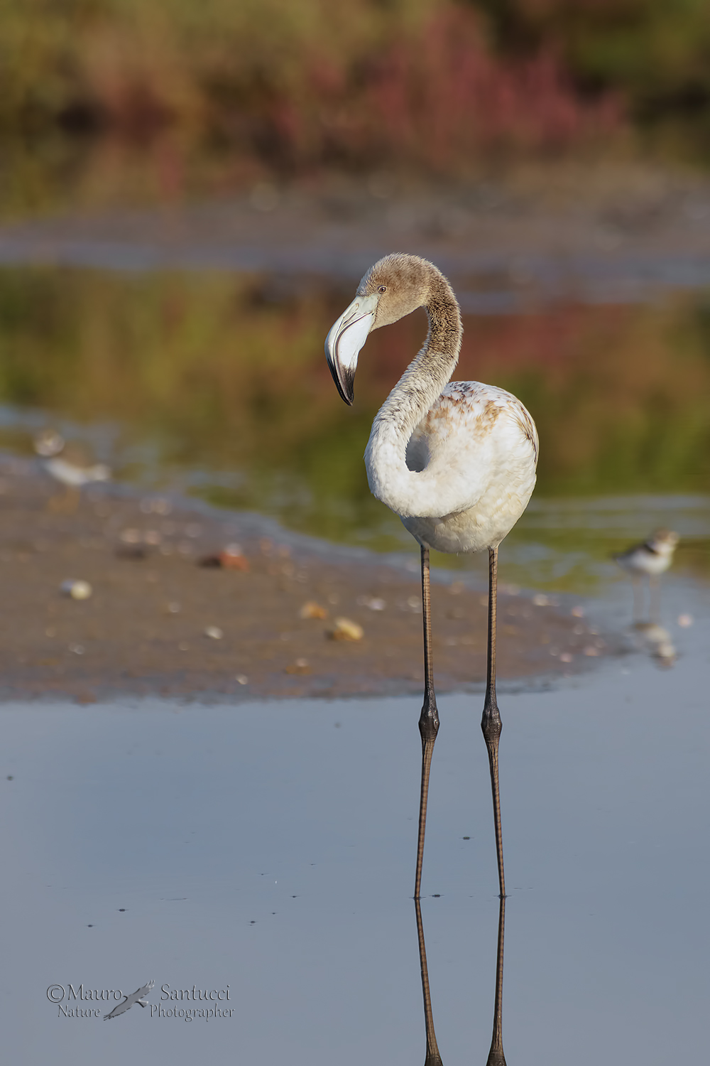 Fenicottero e...i piccoli