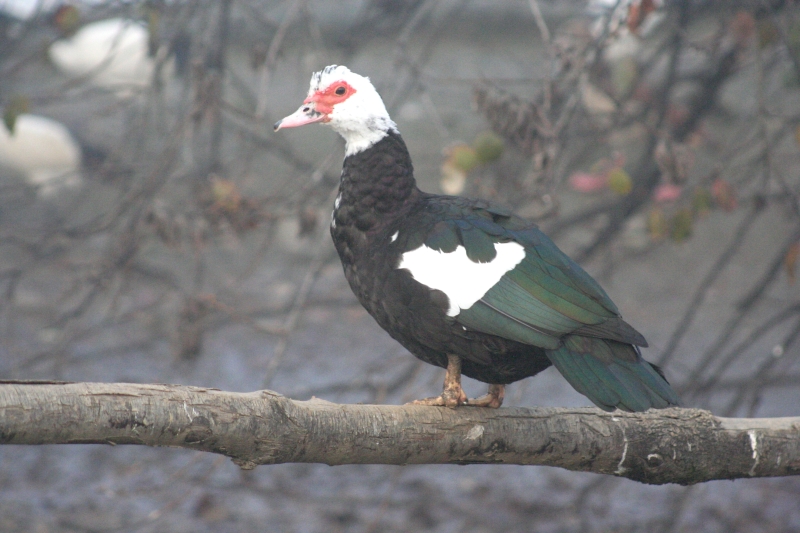 Cairina Moschata
