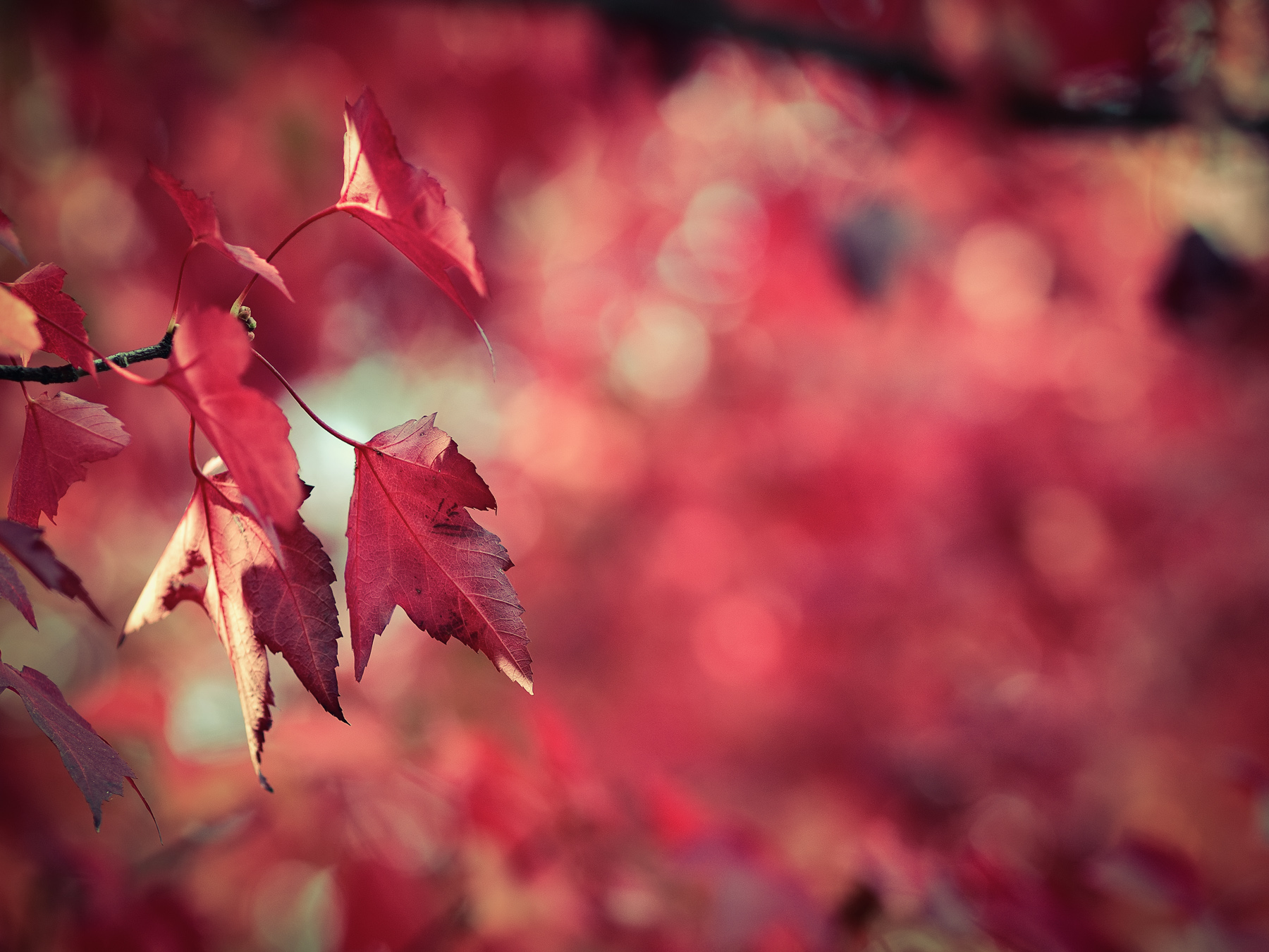 Rosso autunno