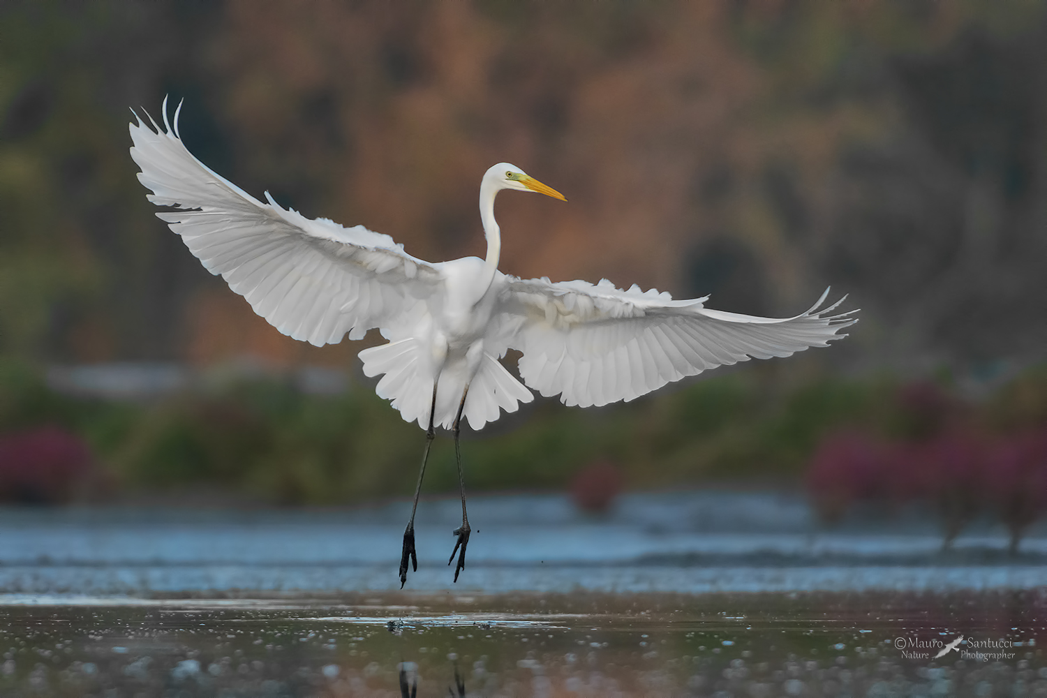 Airone-bianco-maggiore_DSC0339