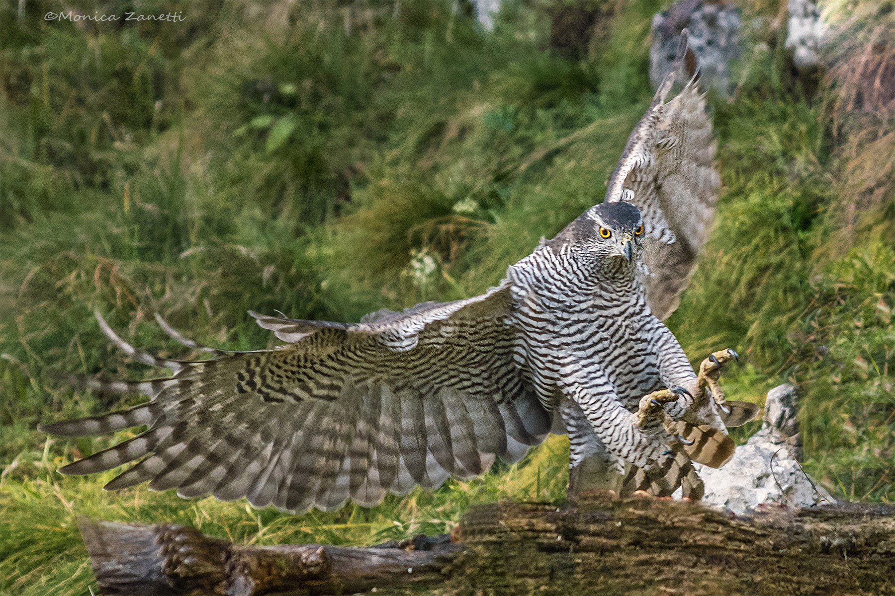 Di sfuggita L'ASTORE