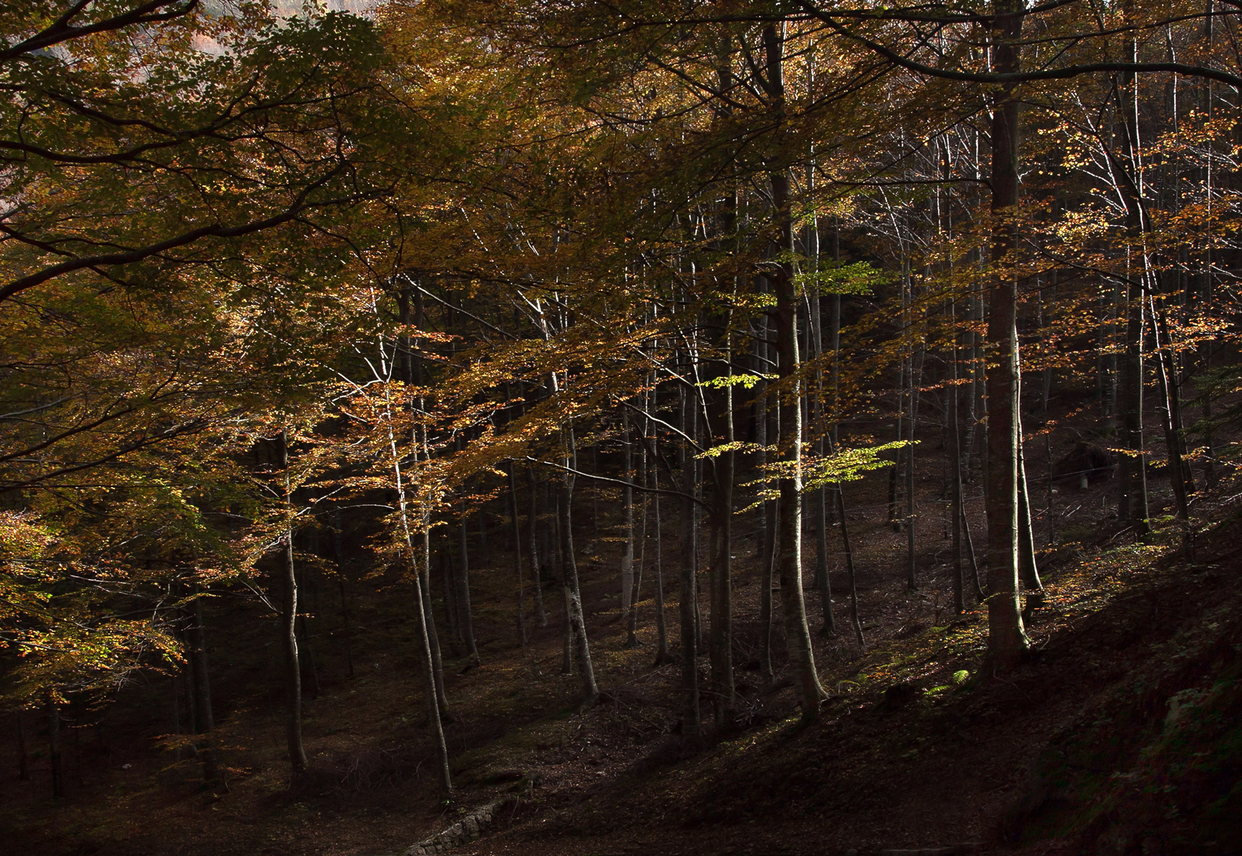 penombra d'autunno...