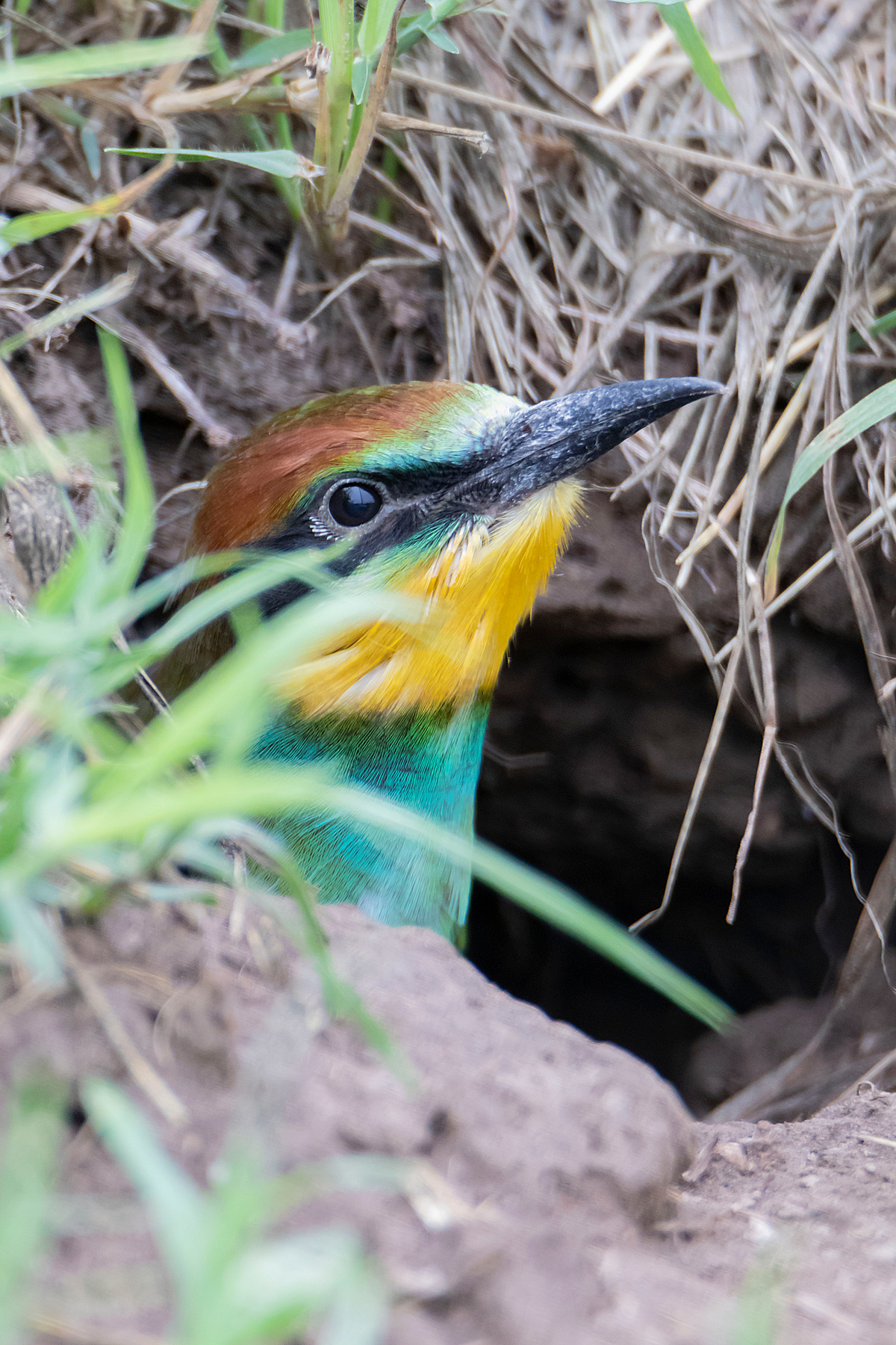piccolo di gruccione spunta dal nido