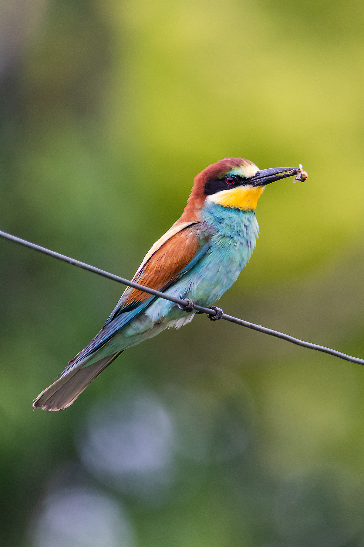 Gruccione con preda 1