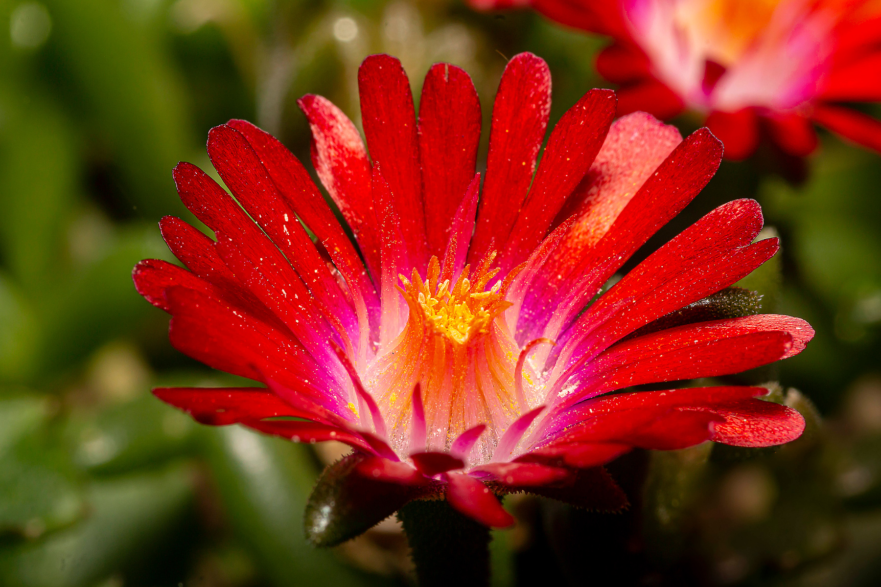 Fiore di pianta grassa