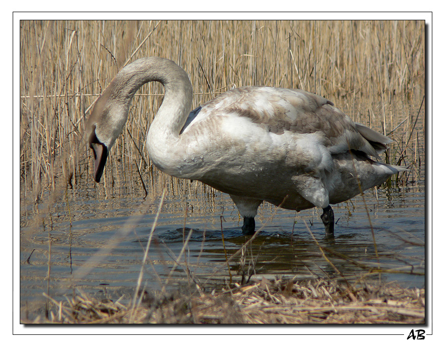 Eleganza o possenza?