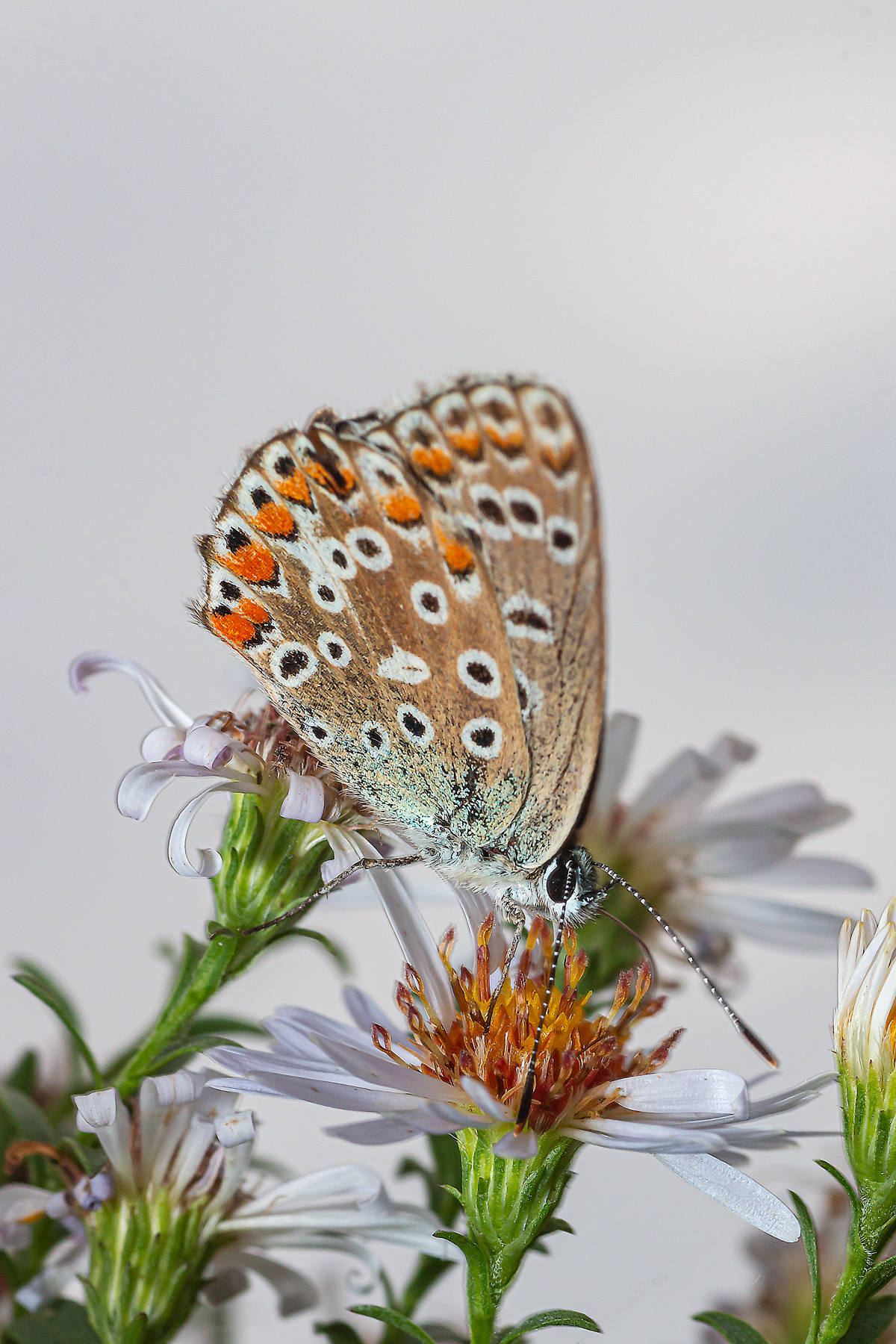 fra gli ultimi fiori di ottobre