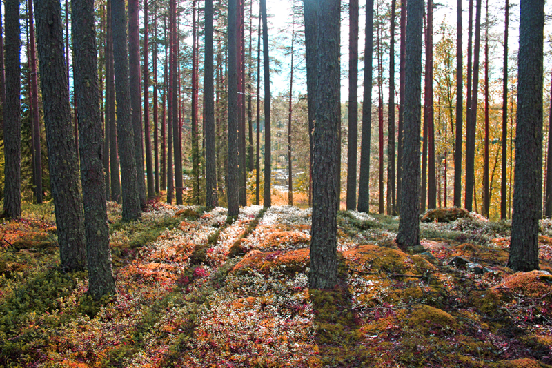 Finlandia - Autunno agostano