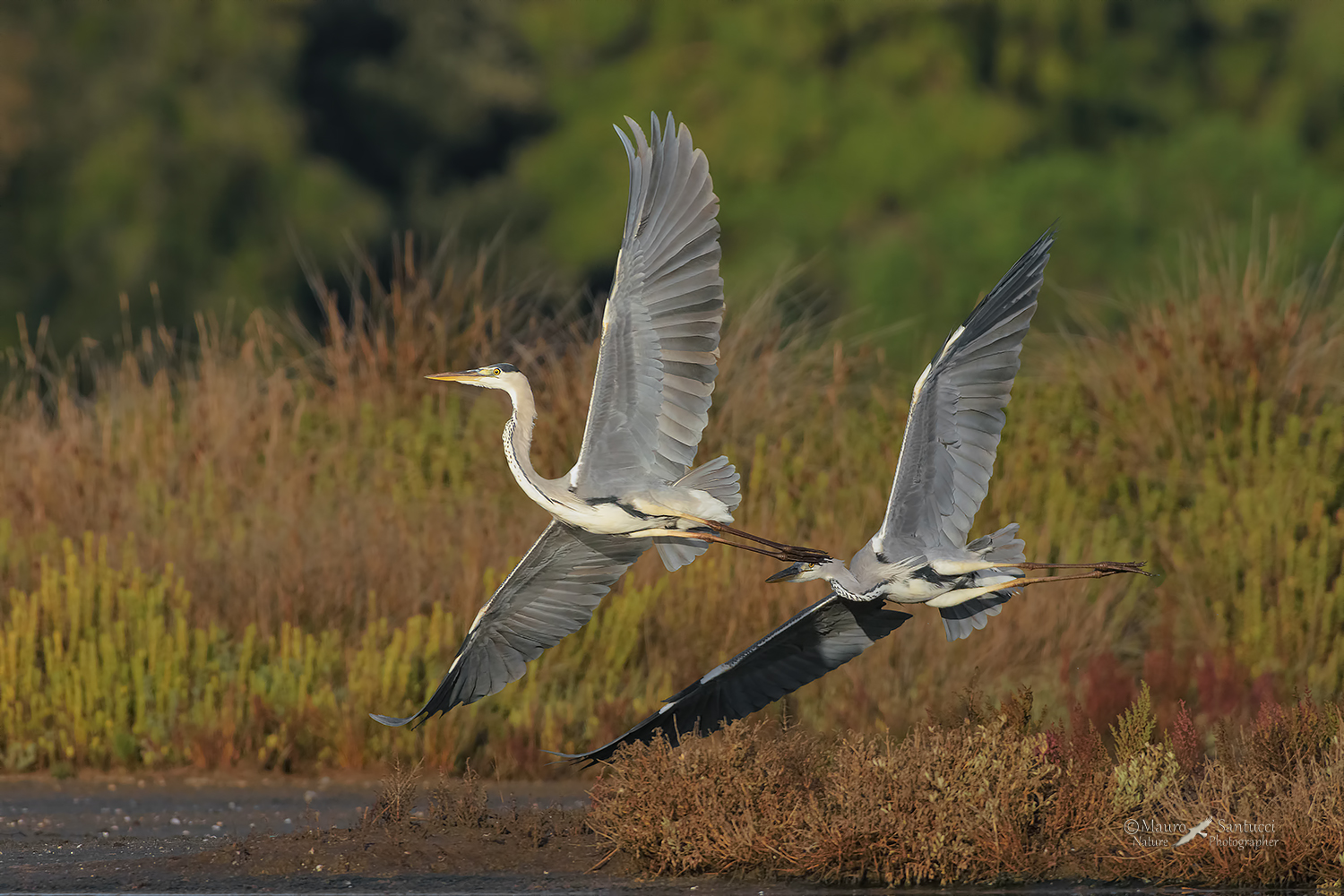 Cenerini,-l'inseguimento_DSC0629