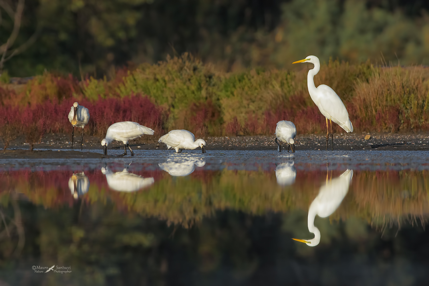 Il-Bianco-e-le-Spatole_DSC0654