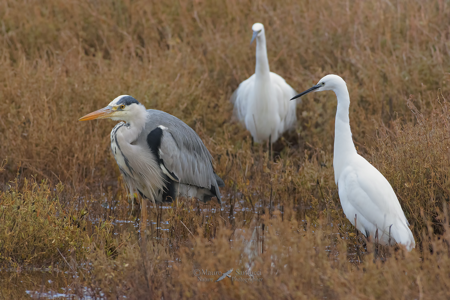 Cenerino-e-Garzette_DSC2219