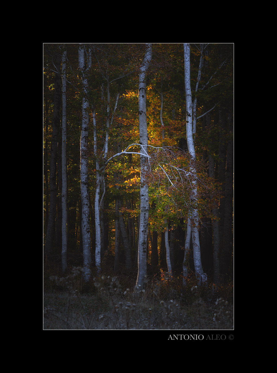 Nightmare before light