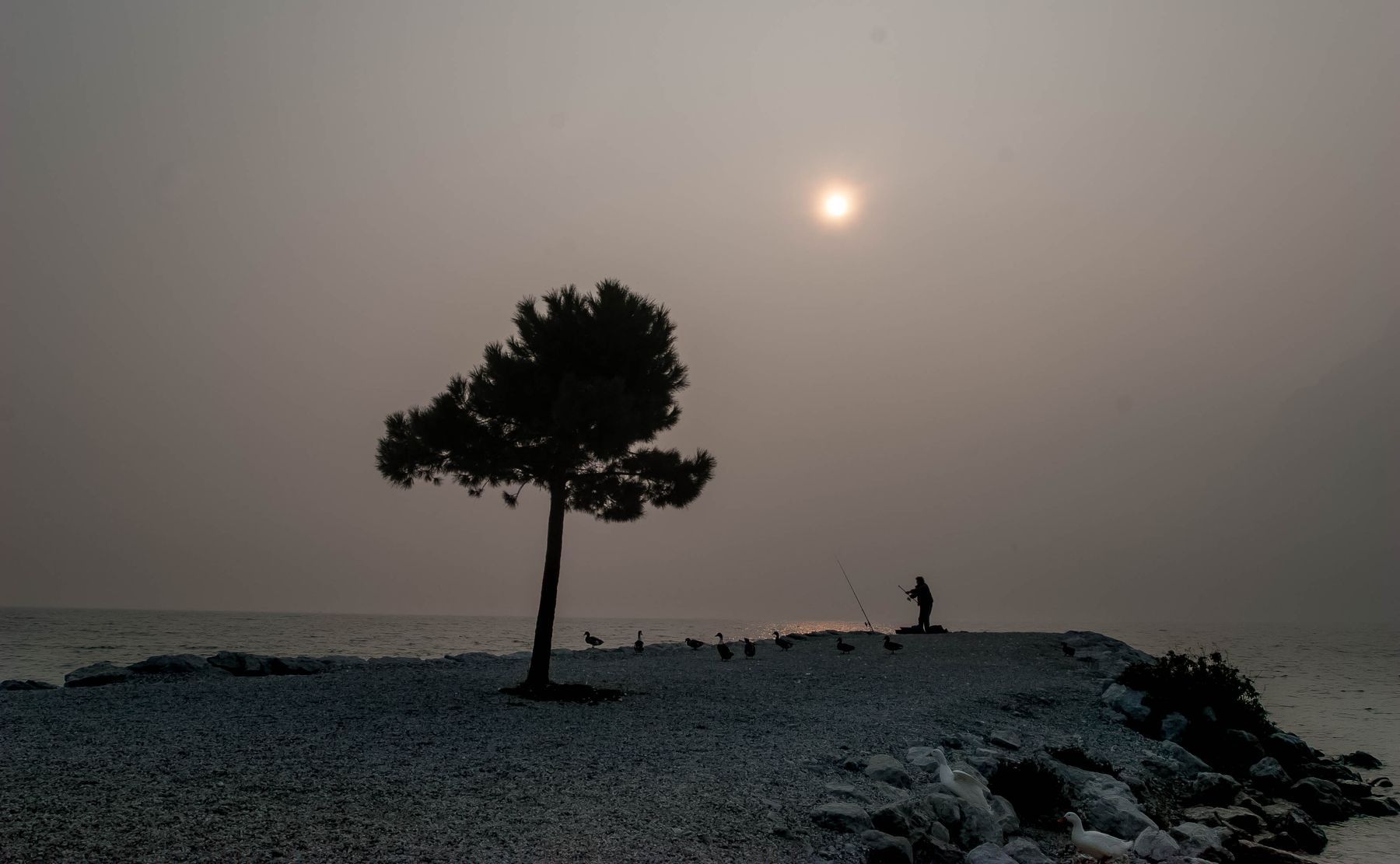 paesaggio con ochette e  pescatore