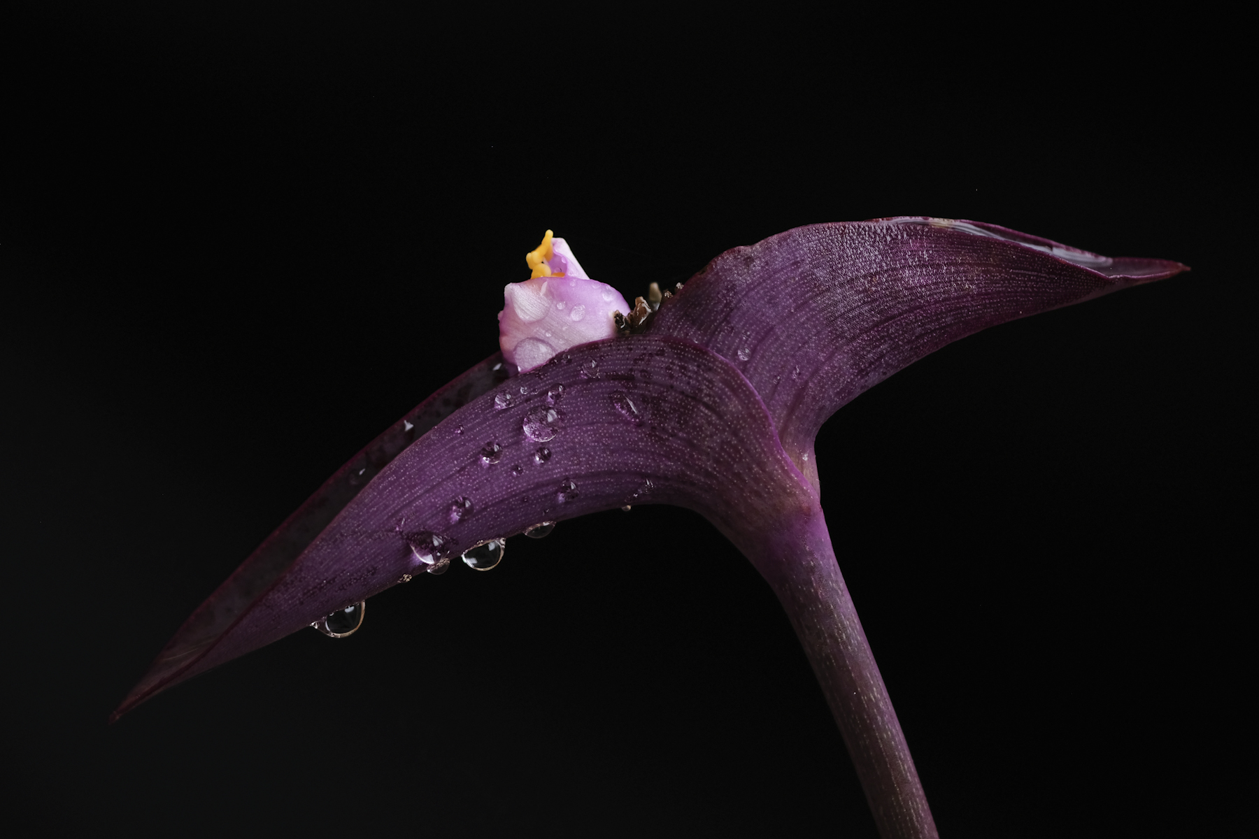 Piove? Chissenefrega!