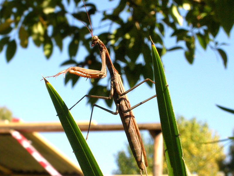 Due foglie per sorreggersi