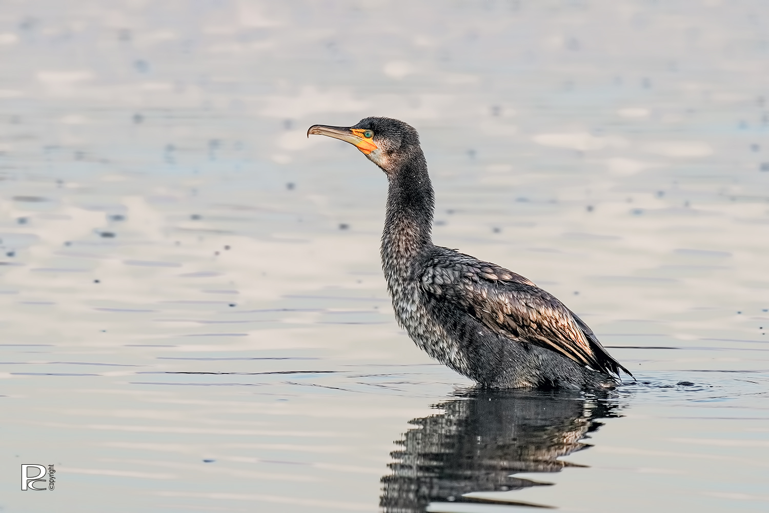 Cormorano