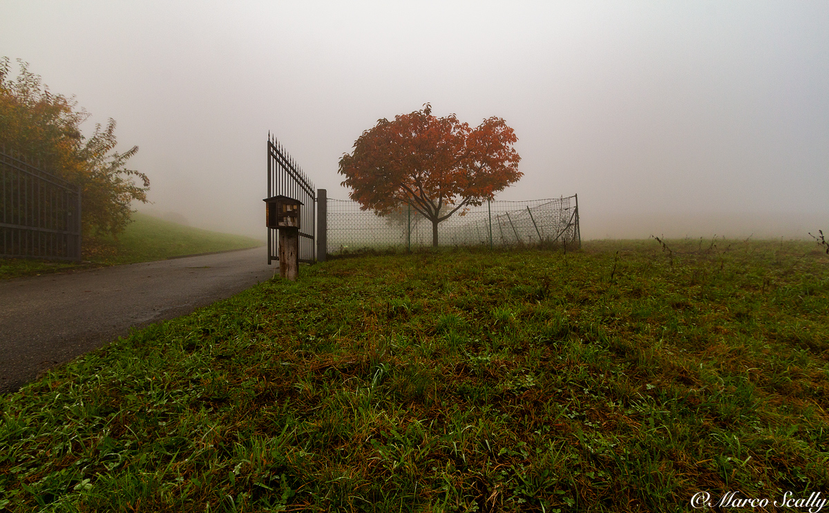 L'albero solitario all'ingresso