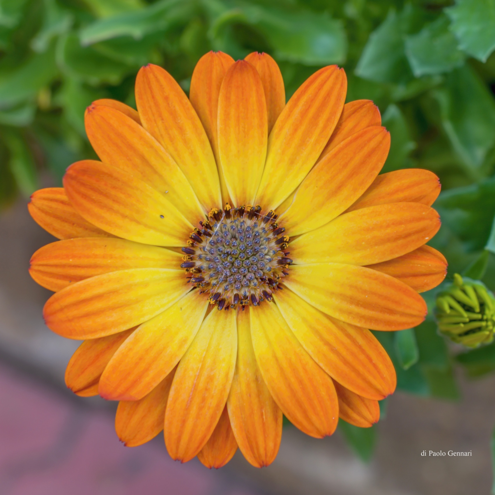 OSTEOSPERMUM