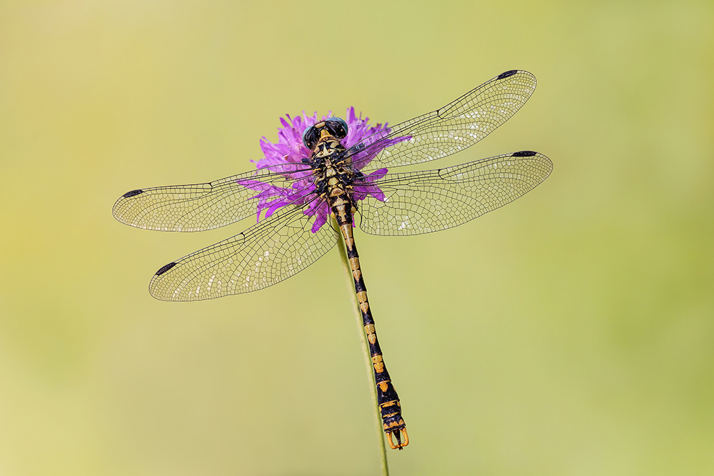 Onychogomphus uncatus