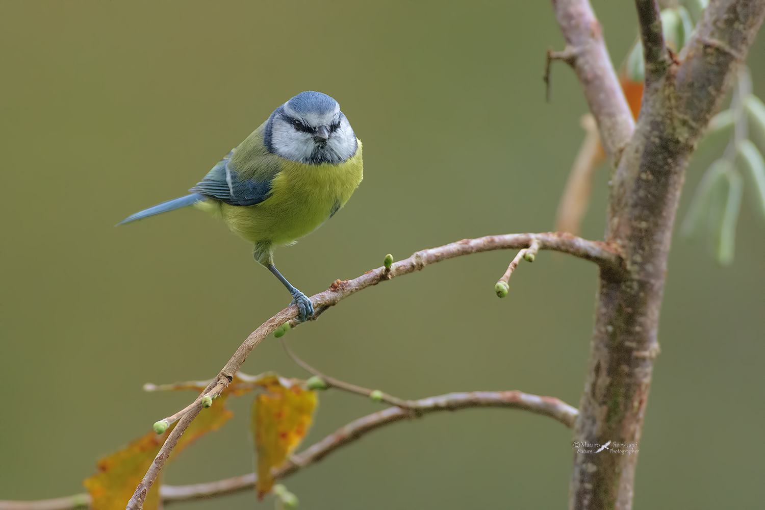 Cinciarella-su-una-zampa_DSC3204