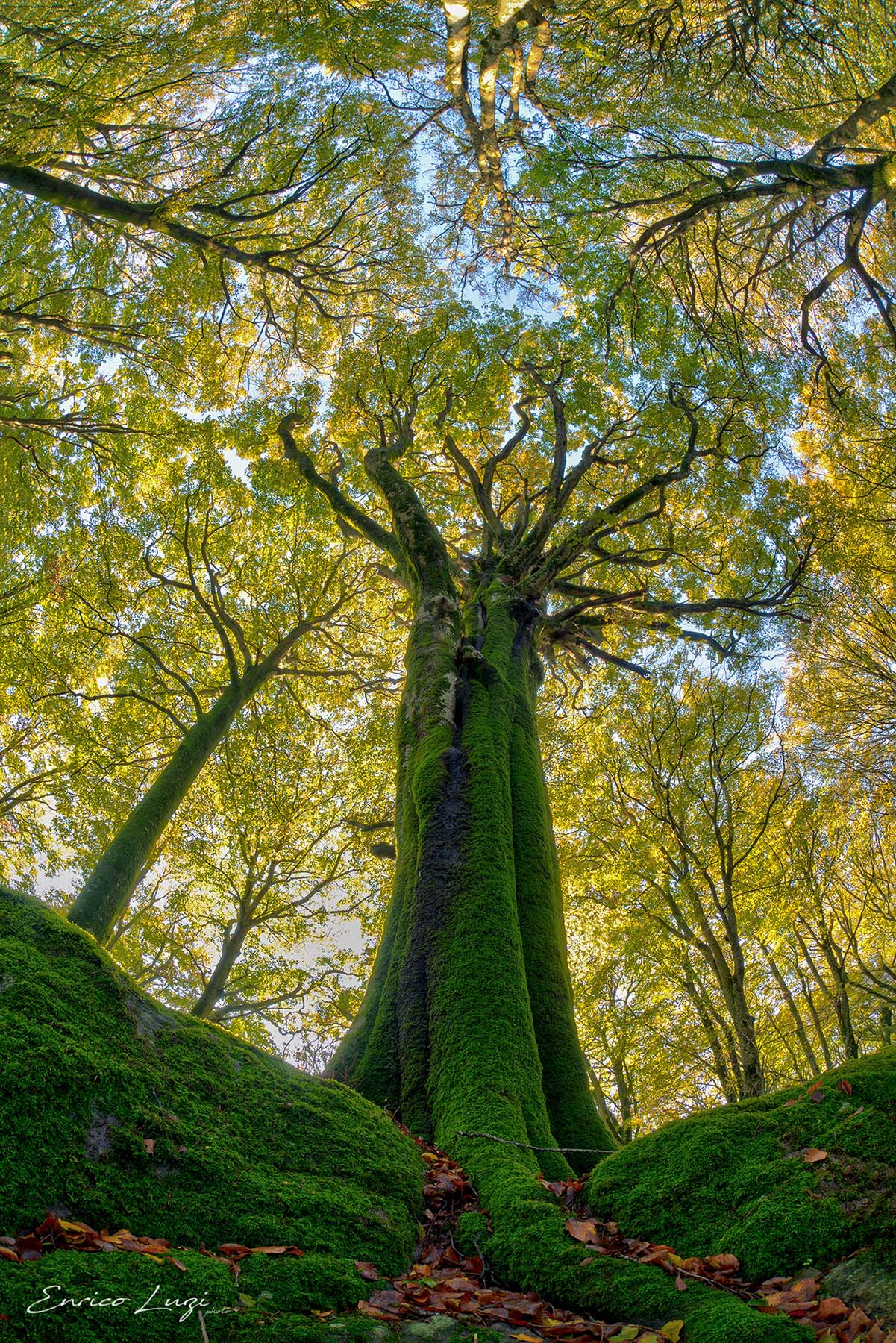 A passeggio nella Faggeta