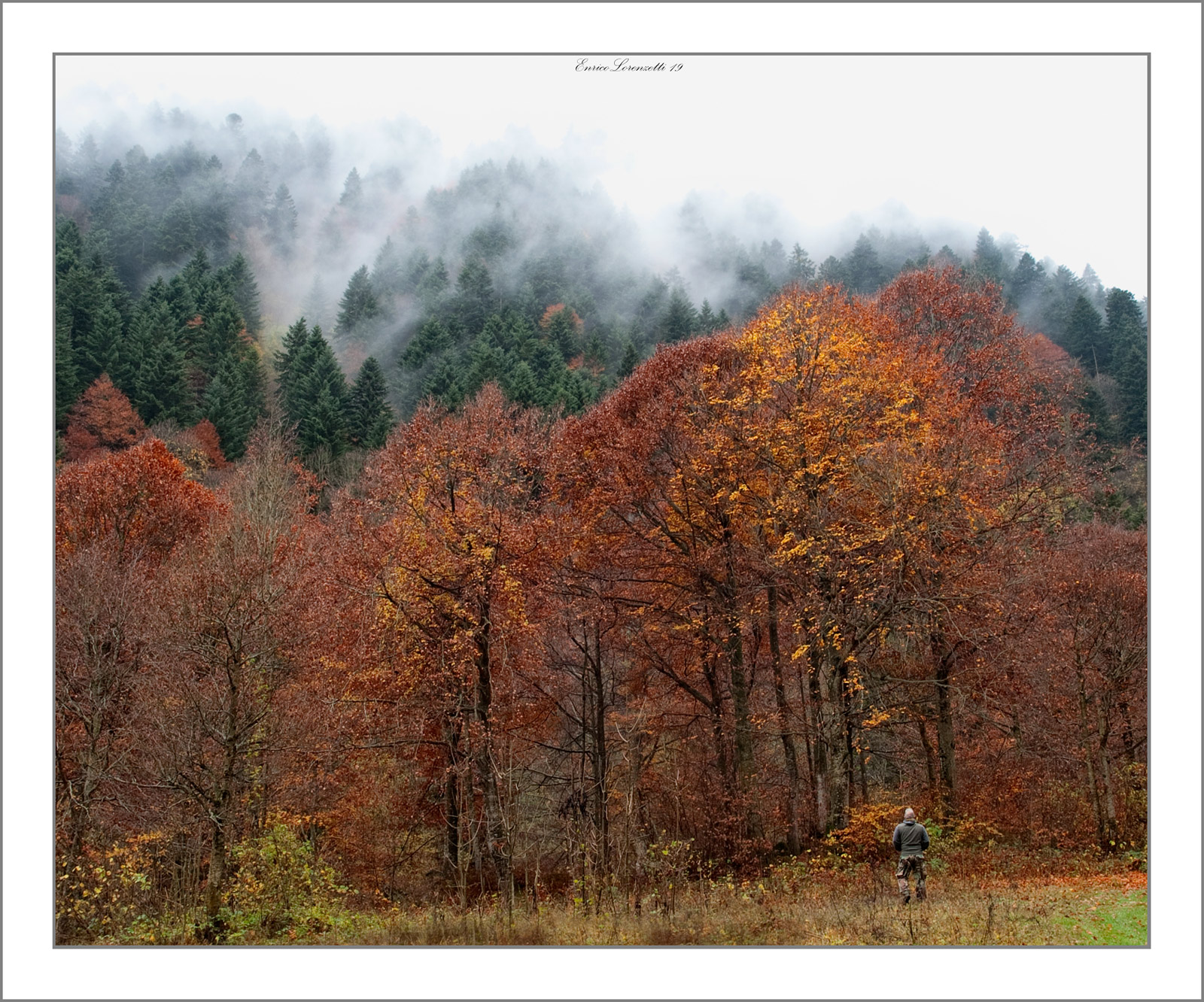 alberi come pennelli  per disegnare la nebbia che scende...