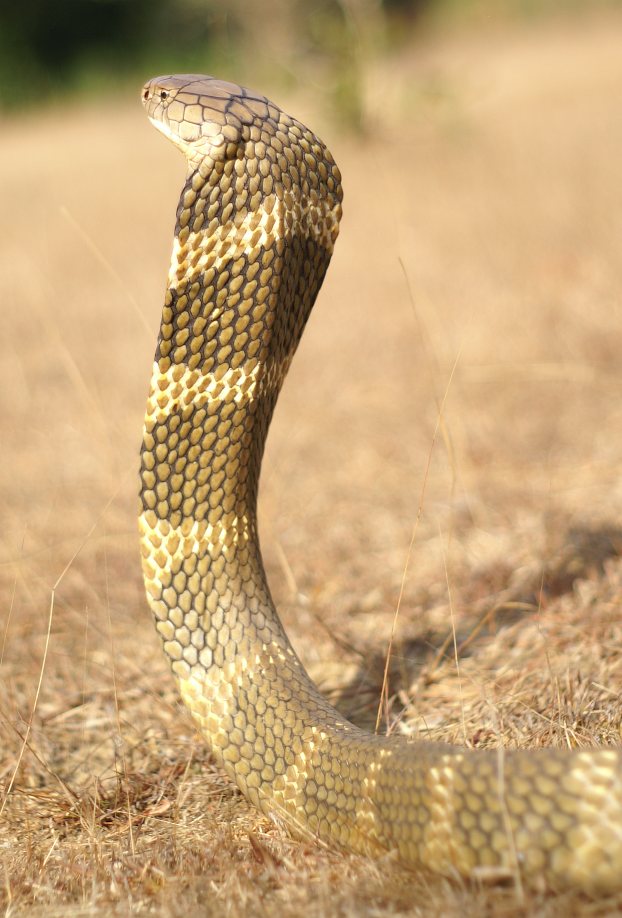 king cobra back