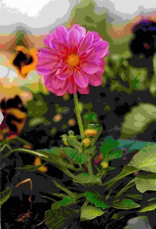 FIORE LEGGERMENTE ACQUERELLATO. Copyright 2004 Fiumana Carlo FIORE LEGGERMENTE ACQUERELLATO. Copyright 2004 Fiumana Carlo
