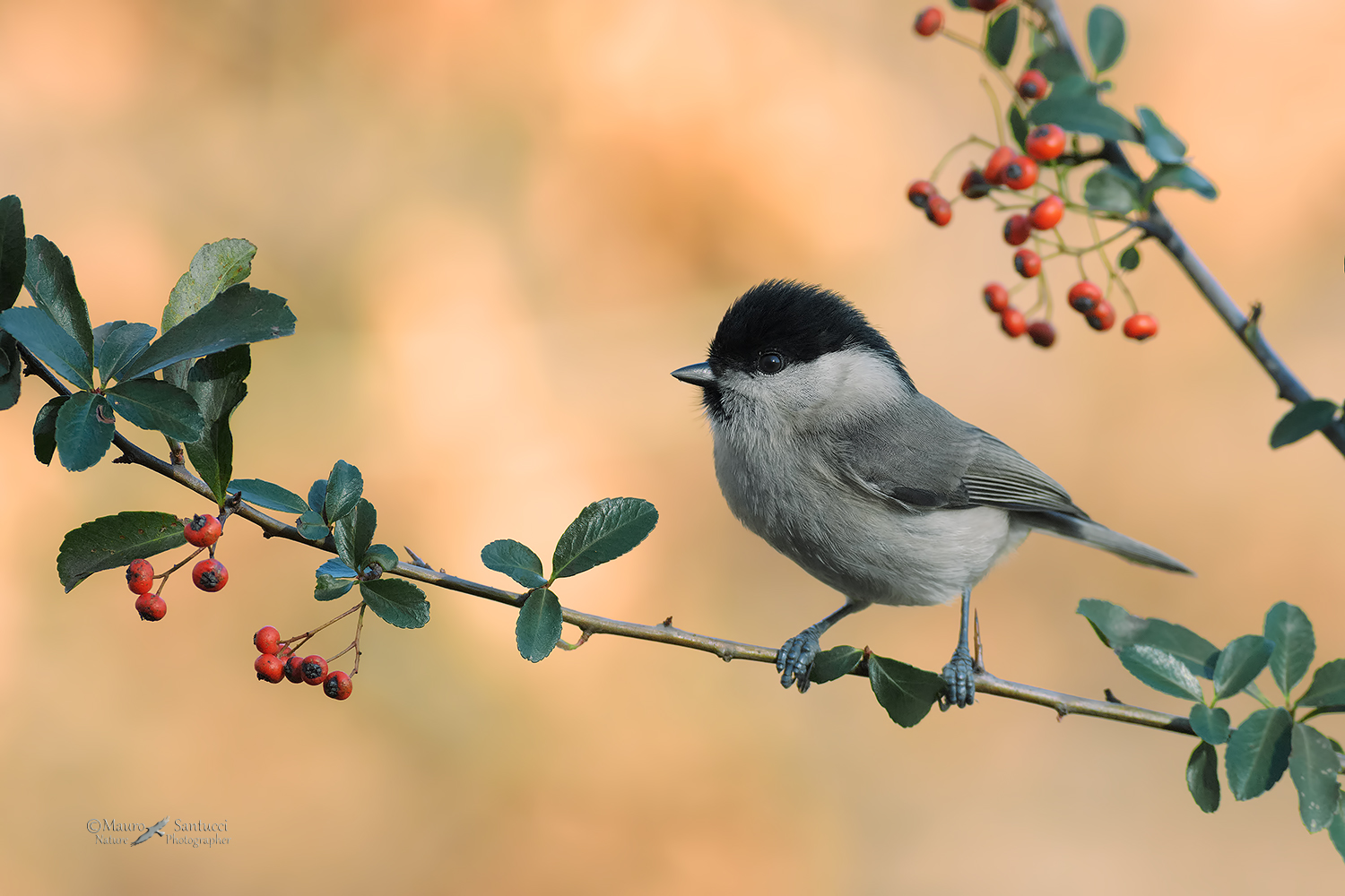 Cincia-bigia_DSC6781