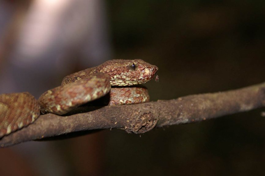 Trimeresurus malabaricus