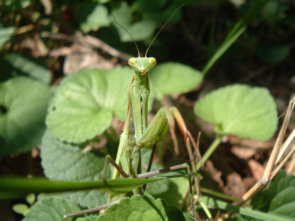La mantide religiosa