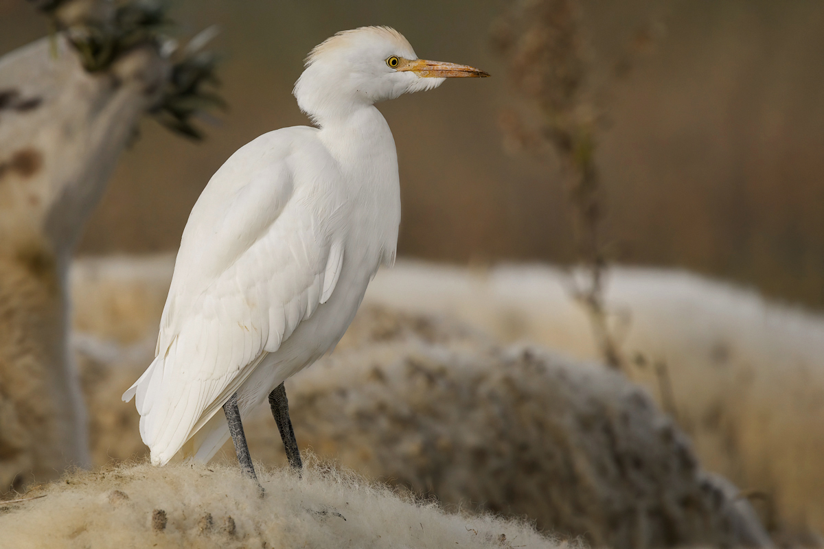 Airone guardabuoi (Bubulcus ibis)