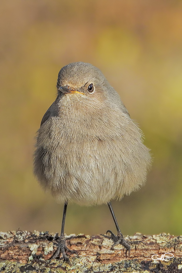 Codirosso arruffato!!!