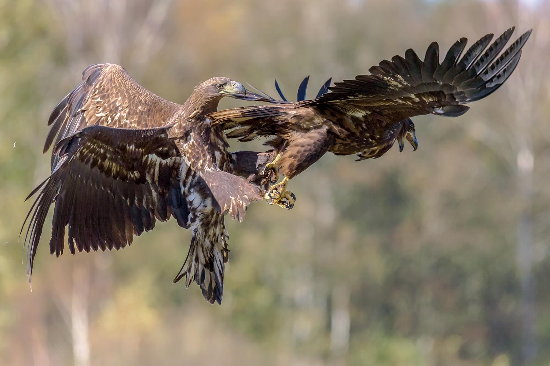 Contest n� 426 Free4U