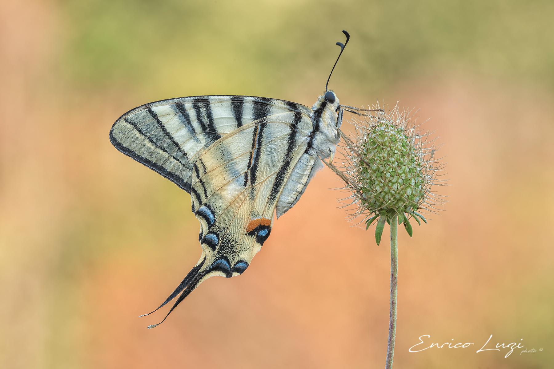 Iphiclides podalirius  (Linnaeus, 1758)