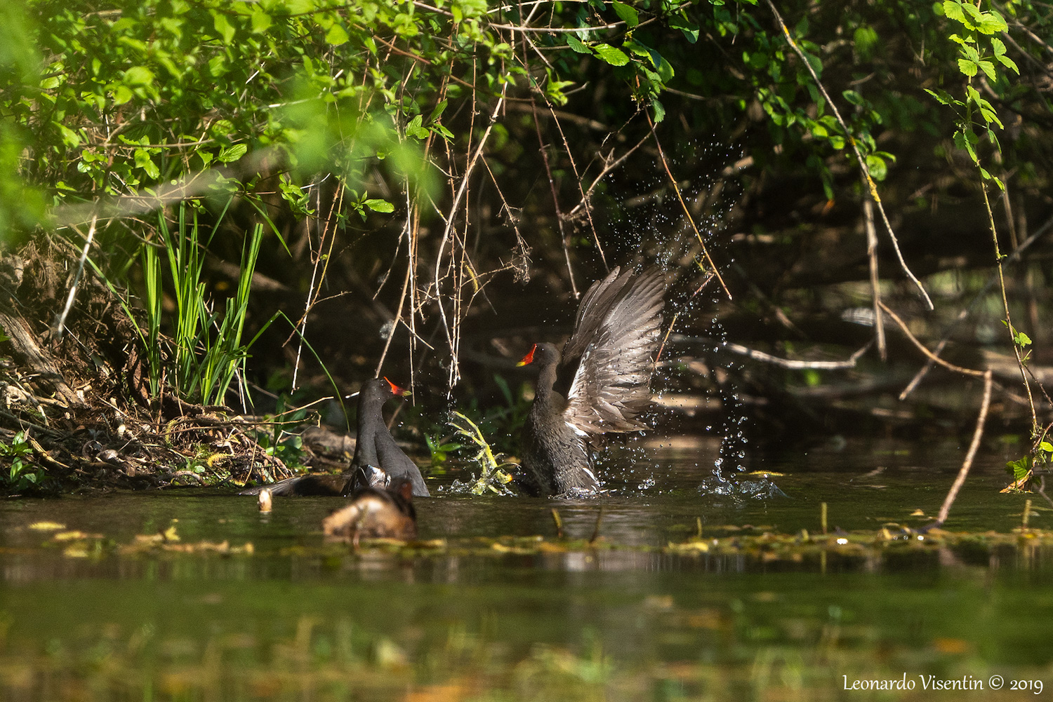 Gallinelle litigiose