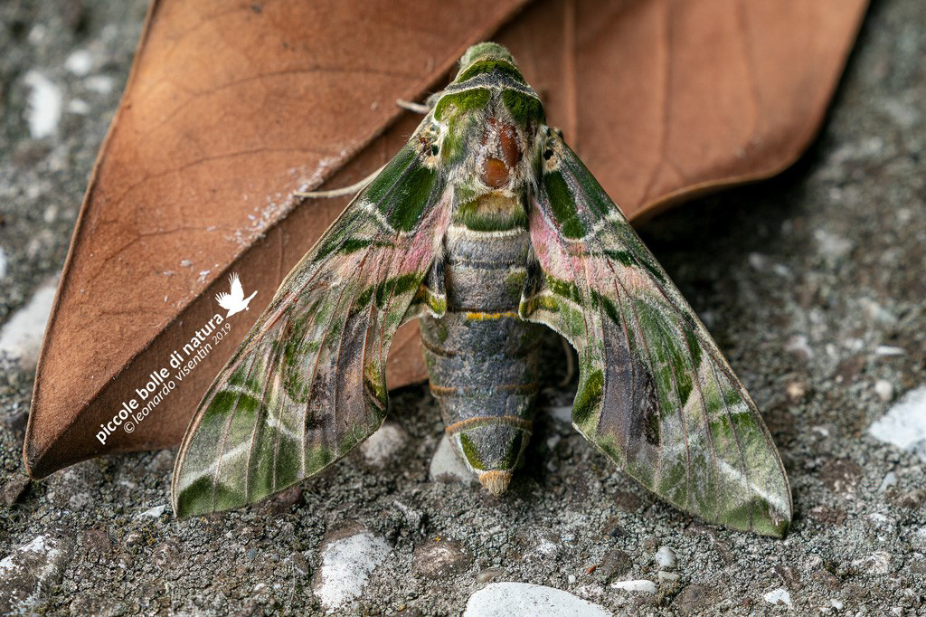 Sfinge dell'oleandro