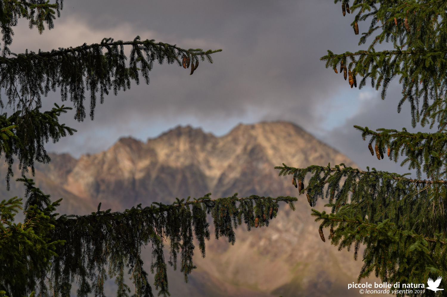 Tramonto tra le fronde